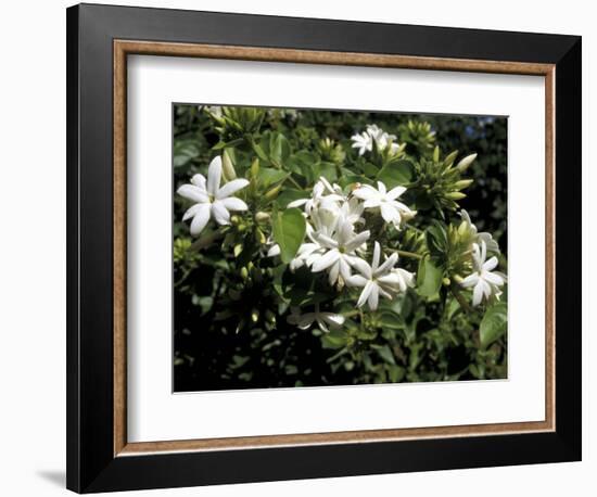 Jasmine Flowers in Bloom, Madagascar-Michele Molinari-Framed Photographic Print