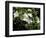 Jasmine Flowers in Bloom, Madagascar-Michele Molinari-Framed Photographic Print