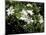 Jasmine Flowers in Bloom, Madagascar-Michele Molinari-Mounted Photographic Print