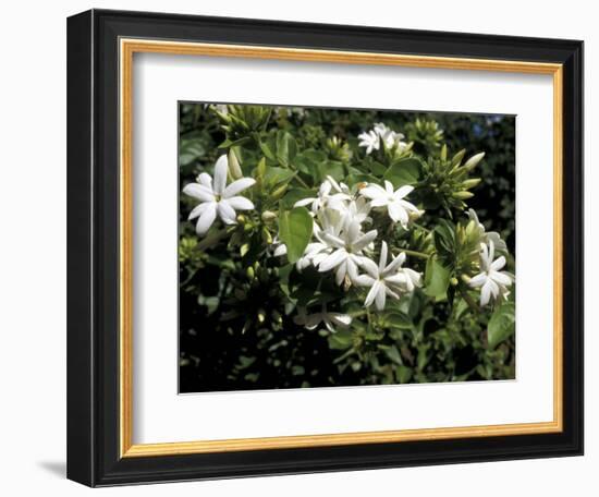 Jasmine Flowers in Bloom, Madagascar-Michele Molinari-Framed Photographic Print