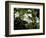 Jasmine Flowers in Bloom, Madagascar-Michele Molinari-Framed Photographic Print