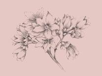 Blush Pink Flower Illustration-Jasmine Woods-Art Print