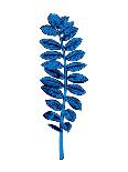 Blue Chamaerops Leaf-Jasmine Woods-Art Print