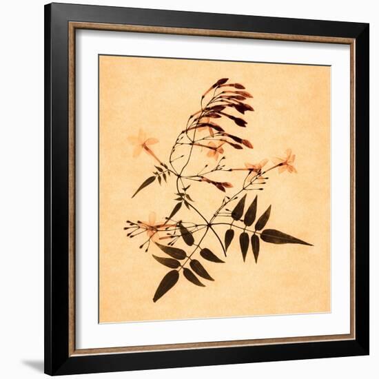 Jasmine-Graeme Harris-Framed Giclee Print