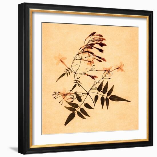 Jasmine-Graeme Harris-Framed Giclee Print