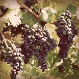 Vintage Grape Vines II-Jason Johnson-Photographic Print