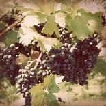 Vintage Grape Vines IV-Jason Johnson-Photographic Print