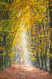 European Beech (Fagus sylvatica) forest Hoge Kempen National Park in autumn, Limburg, Vlaanderen (F-Jason Langley-Photographic Print