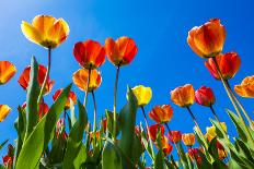 Netherlands, North Holland, Callantsoog. Multicolored tulips flower against a blue sky, near the vi-Jason Langley-Photographic Print