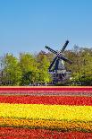 Netherlands, North Holland, Callantsoog. Multicolored tulips flower against a blue sky, near the vi-Jason Langley-Photographic Print