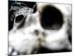 Premium Photographic Print