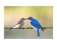 Bluebird Pair-Jason Savage-Art Print