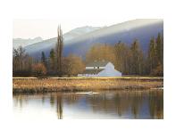 Winter Bison, Yellowstone-Jason Savage-Art Print