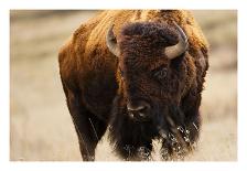 Winter Bison, Yellowstone-Jason Savage-Art Print