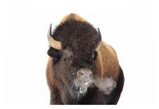 Winter Bison, Yellowstone-Jason Savage-Art Print