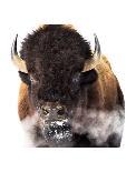 Montana Bison-Jason Savage-Art Print