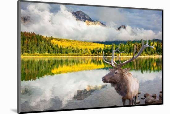 Jasper National Park in the Rocky Mountains of Canada. Proud Deer Antlered Stands on the Banks of T-kavram-Mounted Photographic Print