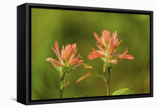 Jasper NP, Alberta, Canada. Red Indian Paintbrush wildflower along the Patricia Lake Circle trail.-Janet Horton-Framed Premier Image Canvas