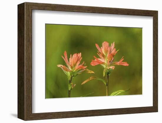 Jasper NP, Alberta, Canada. Red Indian Paintbrush wildflower along the Patricia Lake Circle trail.-Janet Horton-Framed Photographic Print