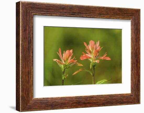 Jasper NP, Alberta, Canada. Red Indian Paintbrush wildflower along the Patricia Lake Circle trail.-Janet Horton-Framed Photographic Print