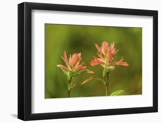 Jasper NP, Alberta, Canada. Red Indian Paintbrush wildflower along the Patricia Lake Circle trail.-Janet Horton-Framed Photographic Print