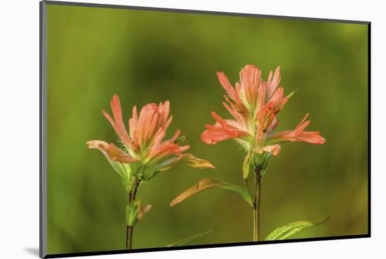 Jasper NP, Alberta, Canada. Red Indian Paintbrush wildflower along the Patricia Lake Circle trail.-Janet Horton-Mounted Photographic Print