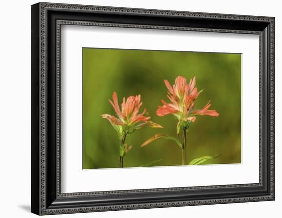 Jasper NP, Alberta, Canada. Red Indian Paintbrush wildflower along the Patricia Lake Circle trail.-Janet Horton-Framed Photographic Print