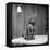 Jasper the cat 1972-Staff-Framed Premier Image Canvas