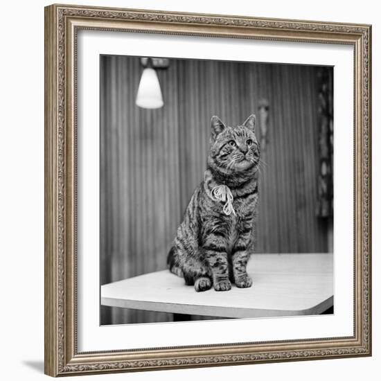 Jasper the cat 1972-Staff-Framed Photographic Print