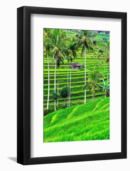 Jatiluwih rice terrace, a popular tourist experience near the center of Bali close to Ubud.-Greg Johnston-Framed Photographic Print