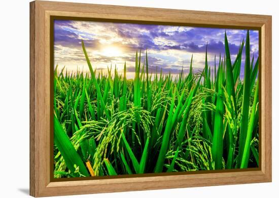 Jatiluwih rice terrace, a popular tourist experience near the center of Bali close to Ubud.-Greg Johnston-Framed Premier Image Canvas