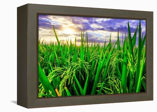 Jatiluwih rice terrace, a popular tourist experience near the center of Bali close to Ubud.-Greg Johnston-Framed Premier Image Canvas