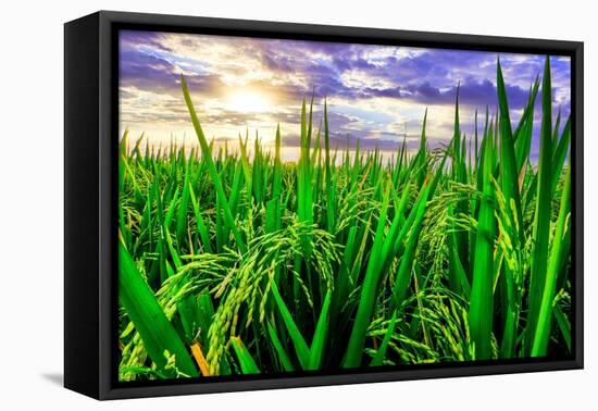 Jatiluwih rice terrace, a popular tourist experience near the center of Bali close to Ubud.-Greg Johnston-Framed Premier Image Canvas