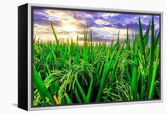 Jatiluwih rice terrace, a popular tourist experience near the center of Bali close to Ubud.-Greg Johnston-Framed Premier Image Canvas