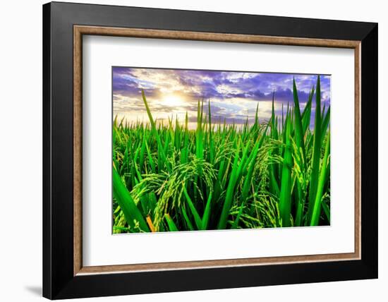 Jatiluwih rice terrace, a popular tourist experience near the center of Bali close to Ubud.-Greg Johnston-Framed Photographic Print