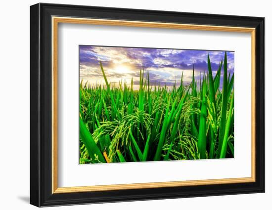 Jatiluwih rice terrace, a popular tourist experience near the center of Bali close to Ubud.-Greg Johnston-Framed Photographic Print