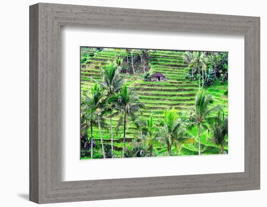 Jatiluwih rice terrace, a popular tourist experience near the center of Bali close to Ubud.-Greg Johnston-Framed Photographic Print