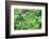 Jatiluwih rice terrace, a popular tourist experience near the center of Bali close to Ubud.-Greg Johnston-Framed Photographic Print