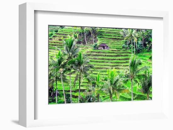 Jatiluwih rice terrace, a popular tourist experience near the center of Bali close to Ubud.-Greg Johnston-Framed Photographic Print