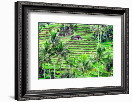 Jatiluwih rice terrace, a popular tourist experience near the center of Bali close to Ubud.-Greg Johnston-Framed Photographic Print