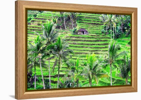 Jatiluwih rice terrace, a popular tourist experience near the center of Bali close to Ubud.-Greg Johnston-Framed Premier Image Canvas