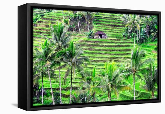 Jatiluwih rice terrace, a popular tourist experience near the center of Bali close to Ubud.-Greg Johnston-Framed Premier Image Canvas