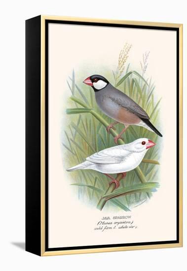 Java Sparrow-F.w. Frohawk-Framed Stretched Canvas