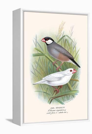 Java Sparrow-F.w. Frohawk-Framed Stretched Canvas