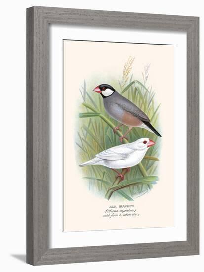 Java Sparrow-F.w. Frohawk-Framed Art Print