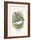 Java Sparrow-F.w. Frohawk-Framed Art Print