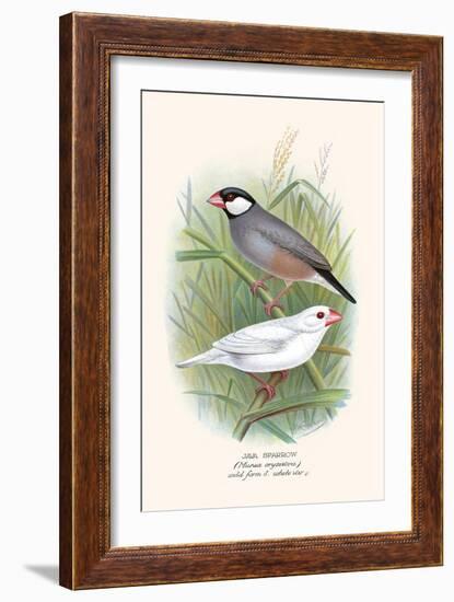 Java Sparrow-F.w. Frohawk-Framed Art Print