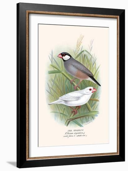 Java Sparrow-F.w. Frohawk-Framed Art Print