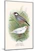 Java Sparrow-F.w. Frohawk-Mounted Art Print