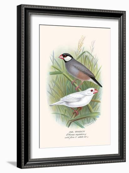 Java Sparrow-F.w. Frohawk-Framed Art Print